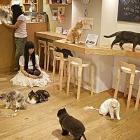 Tokyo's cat cafe's, a world on its own